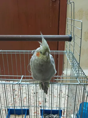 انثى سينامون  اا ا ا ا ا ا ا ا ا ا ا ا ا ا ا ا ا ا ا ا ا ا ا ا ا ا ا ا