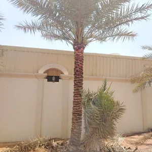 أشجار نخيل التمر للبيع date palm trees for sale