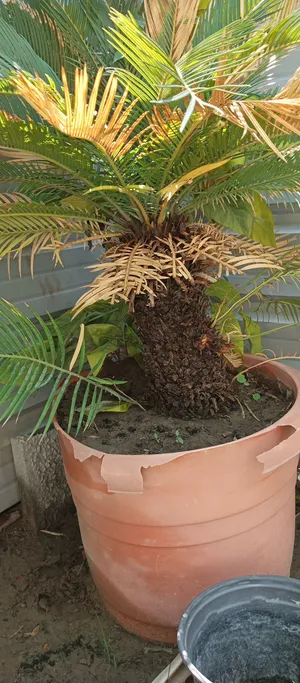 نبات خارجي