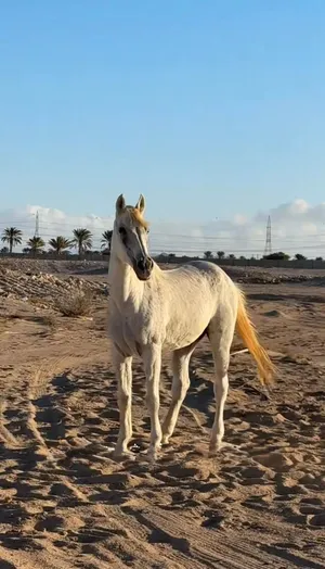 حصان لبيع او تبادل بشي مناسب