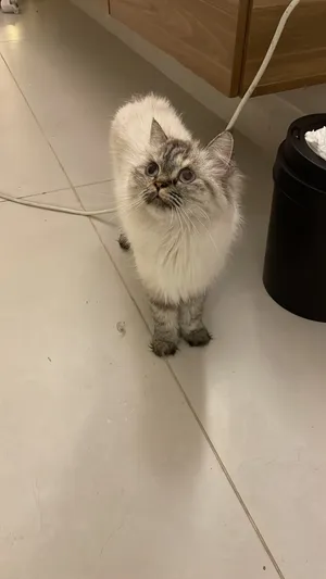 قطاوة بيت لتبني ذكر وانثى