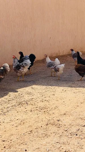 عتاتيق وان داوت مخلط