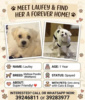 Female Maltipoo (Maltese Poodle) – 1 Year Old – Spayed