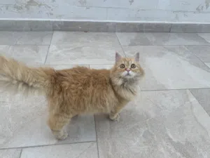 قطة اليفة للبيع