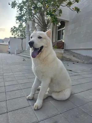 ; it is 80% Akita breed. A dog trained for two months; comes with a training certificate