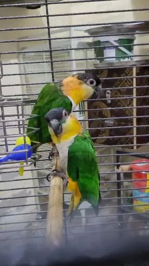 طيور منتجة للبيع Breeding Birds