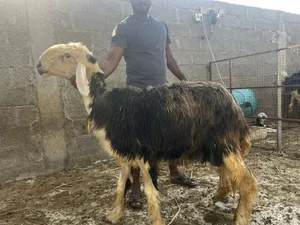 جاعدة نجدية معرفة