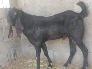 فحل باكستاني بيور للبيع