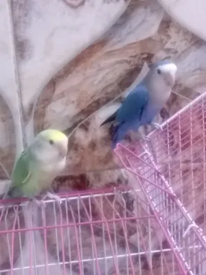 غندورا نثيه وذكر