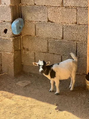 معيز كردي للبيع