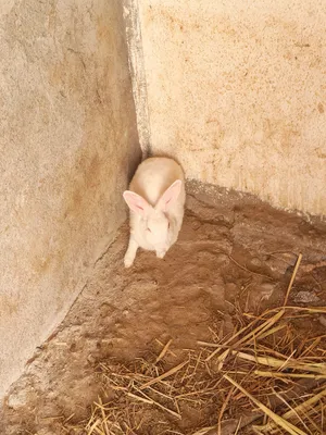 للبيع أرانب
