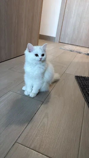 persian pure breed kittens