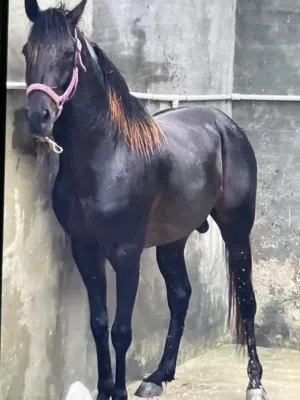 فحل عربي معى جواز للبيع او البدل اي شي غير الخيل