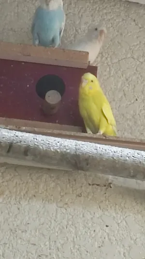 طيور حب للبيع