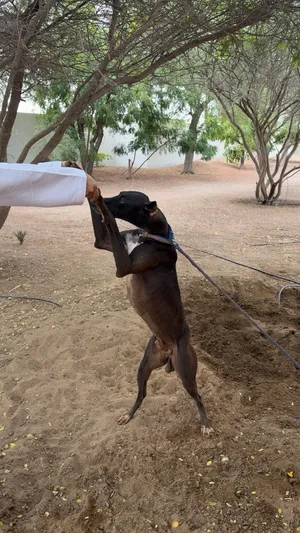 جراوه سلق (سلوقي) Greyhound puppies