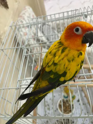 صن كنيور sun conure