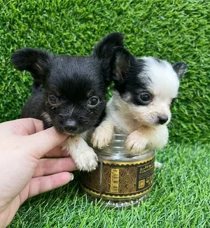 2 male semi long haired pure teacup chihuahuas
