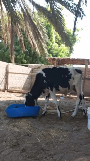 عجال العدد 2