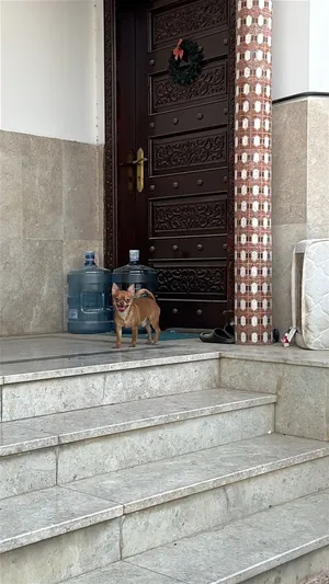 Rocky the chihuahua proven male for stud only