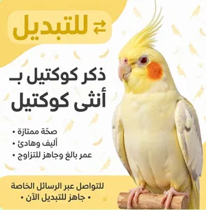 للبدل ذكر كوكتيل منتج بانثى كوكتيل منتجه