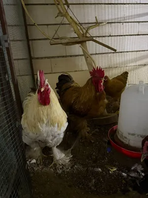 Big Brahma Chickens For Sale - All Are Healthy