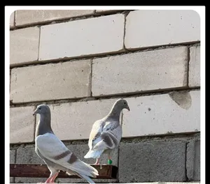 مطلوب مطلوب فراخ زواجل اقرا الوصف وراسلني