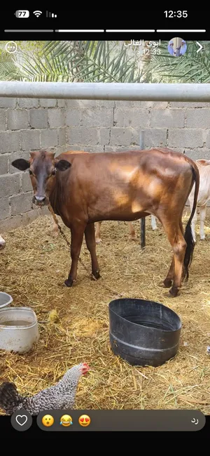 بقره للبيع