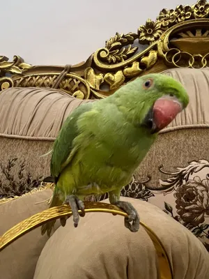ببغاء دره وكساندره