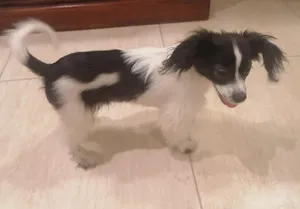 dog for adoption