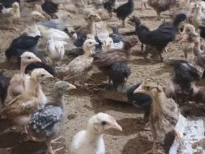 دجاج عرب لبيع