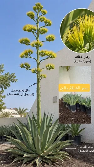 نبات الأغاف المزهر يستخدم لزينة المنزل والحديقة