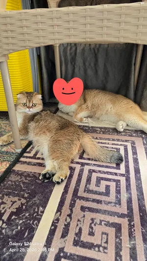 سكوتش فولد ny25  scottish fold