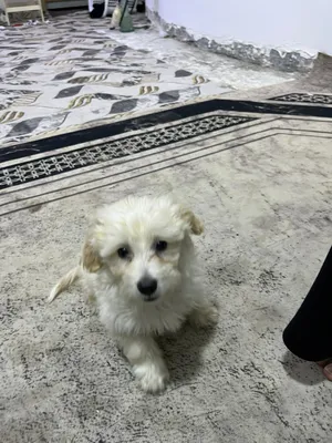 اقره الوصف