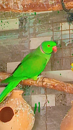بغبغاء الدره للبيع