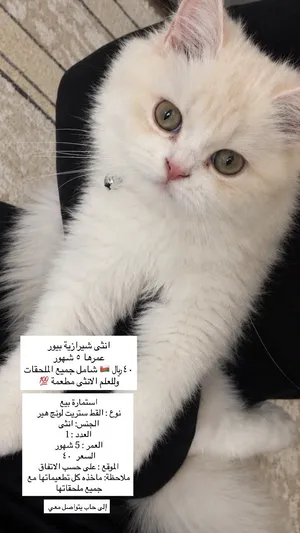 قطة أنثى شيرازية بيور