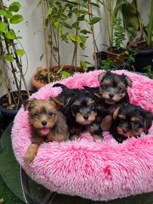 50 Days, Yorkshire puppies 4600Aed