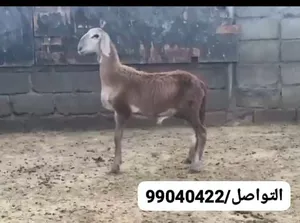 كبش سودانـي اصل .