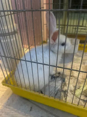 أرنب بلدي للبيع