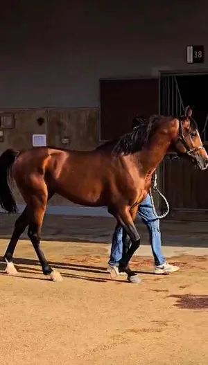 خيل عربي واهو