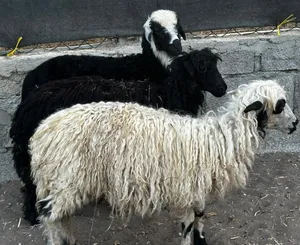 كباشه ماشاءالله