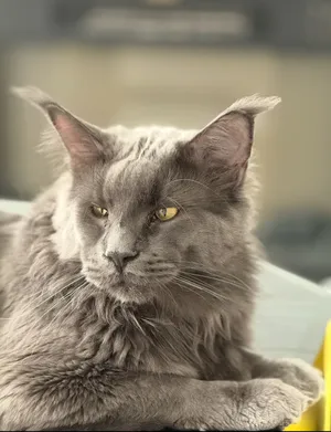 Giant Mainecoon ماين كوون  بيور العمر شهرين  وحجم عملاق