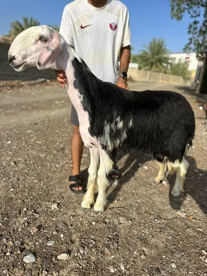 فحل نجدي خصم فاخر ماشاء الله