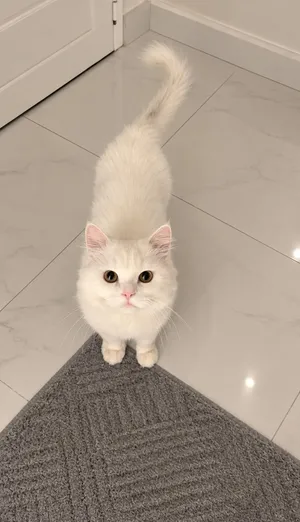 للتبني For Adoption British Longhair