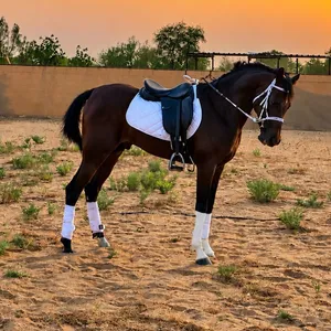 خيل حصان فحل نادر