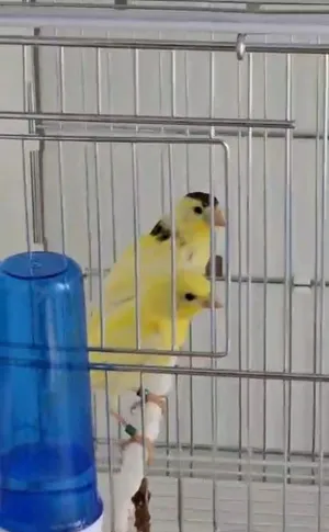 زوج كناري ووترسلاجر