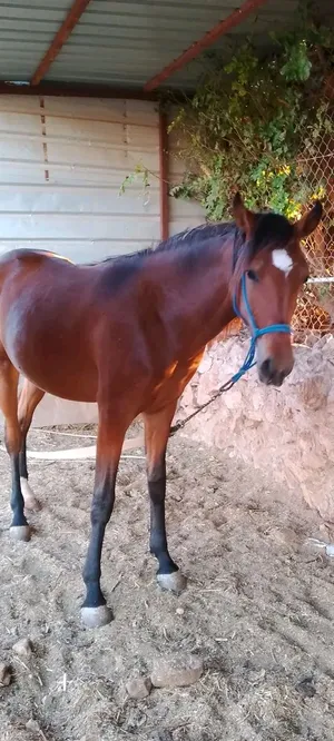 مهرة بدوية عربية