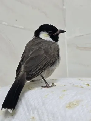 Tame Bulbul, Mynah Shagraq Birds