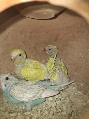 للبيع فروخ وطيور روز و فيشر تابع الوصف مهم