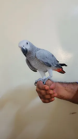 African grey (kasko) 8 months super jambo size full friendly with papers