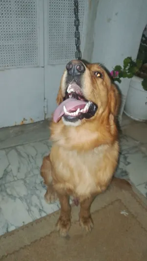 Golden Retriever